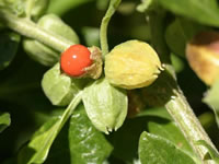 Withania somnifera
